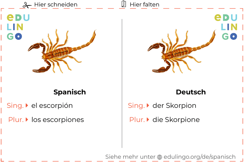 Skorpion auf Spanisch Vokabelkartei zum Ausdrucken, Üben und Lernen