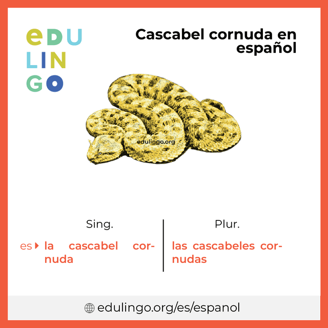 Imagen de vocabulario Cascabel cornuda en español con singular y plural para descargar e imprimir