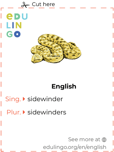 Sidewinder in English vocabulary flashcard for printing, practicing and learning
