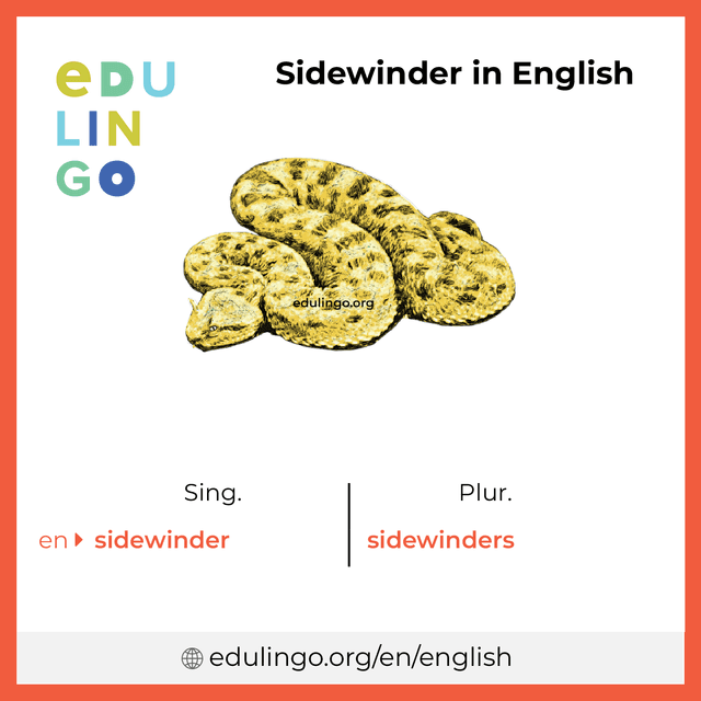 Sidewinder in English vocabulary picture with singular and plural for download and printing