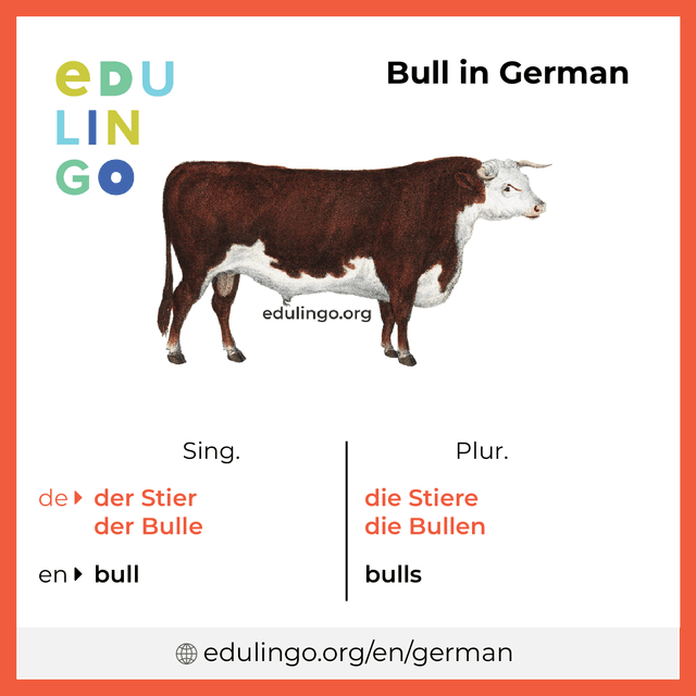 Bull in German vocabulary picture with singular and plural for download and printing