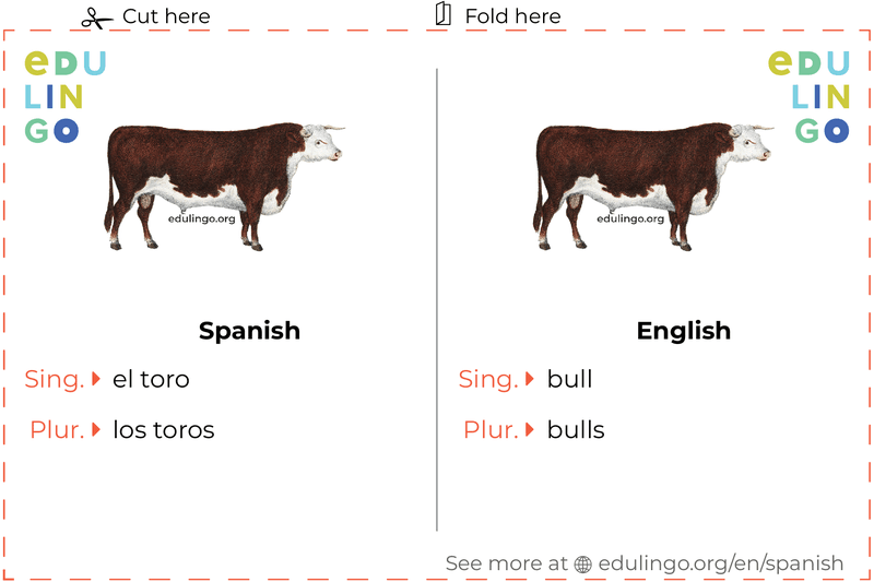 Bull in Spanish vocabulary flashcard for printing, practicing and learning