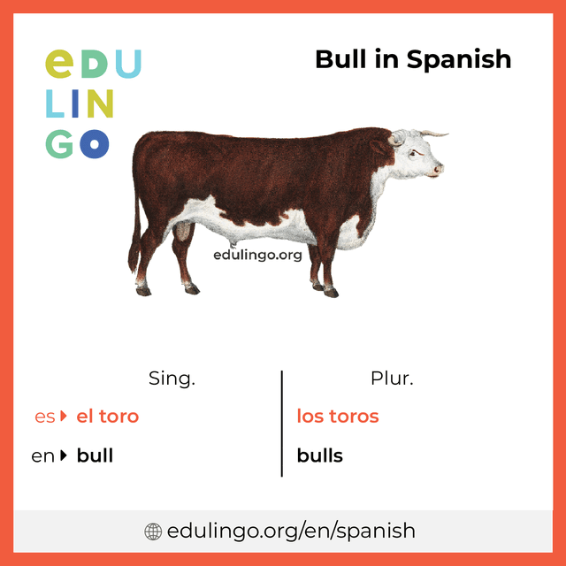Bull in Spanish vocabulary picture with singular and plural for download and printing