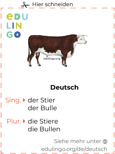 Stier auf Deutsch Vokabelkartei zum Ausdrucken, Üben und Lernen