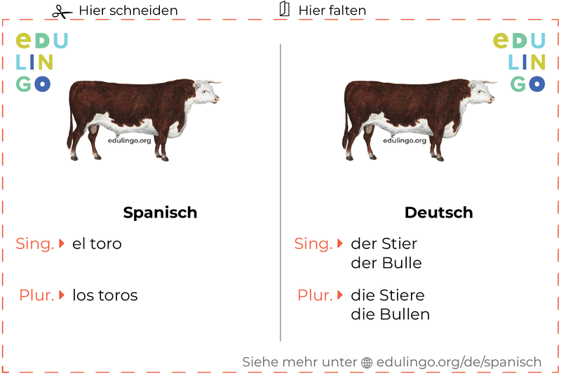 Stier auf Spanisch Vokabelkartei zum Ausdrucken, Üben und Lernen