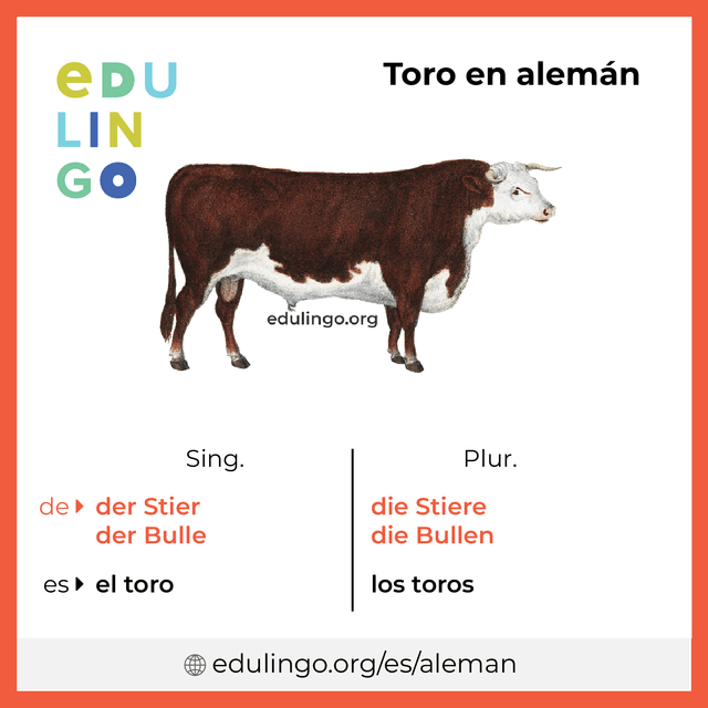 Imagen de vocabulario Toro en alemán con singular y plural para descargar e imprimir