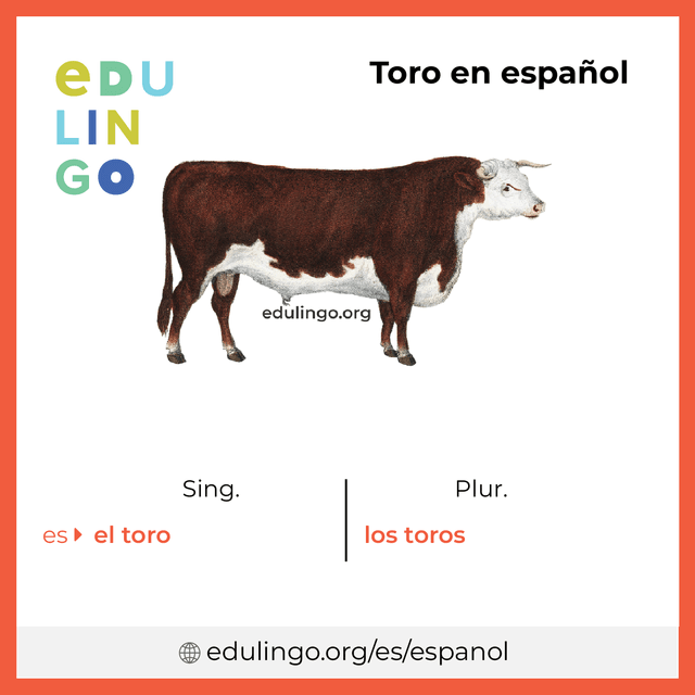 Imagen de vocabulario Toro en español con singular y plural para descargar e imprimir