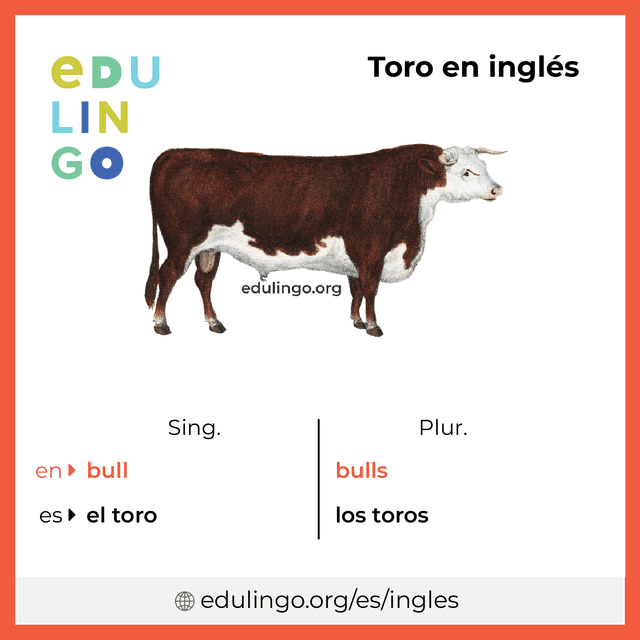 Imagen de vocabulario Toro en inglés con singular y plural para descargar e imprimir