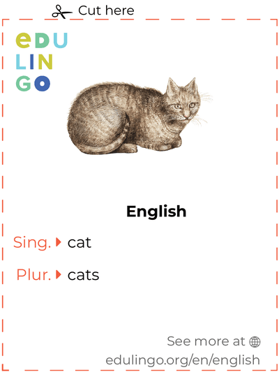 Cat in English vocabulary flashcard for printing, practicing and learning