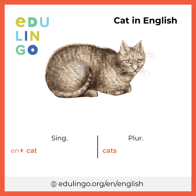 Cat in English vocabulary picture with singular and plural for download and printing