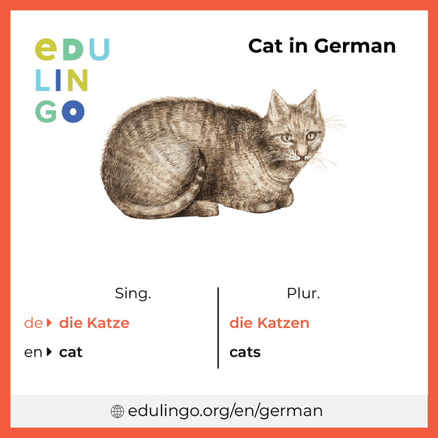 Cat in German vocabulary picture with singular and plural for download and printing
