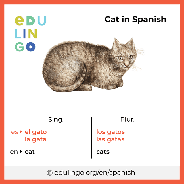 Cat in Spanish vocabulary picture with singular and plural for download and printing