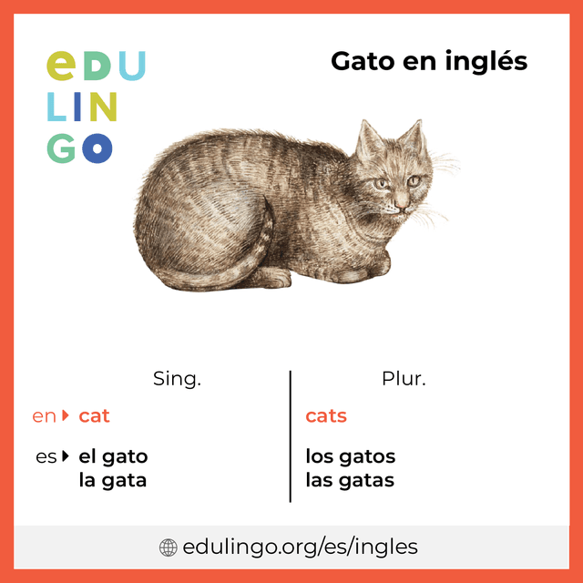 Imagen de vocabulario Gato en inglés con singular y plural para descargar e imprimir