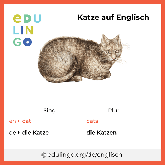 Katze auf Englisch Vokabelbild mit Singular und Plural zum Herunterladen und Ausdrucken