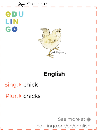 Chick in English vocabulary flashcard for printing, practicing and learning