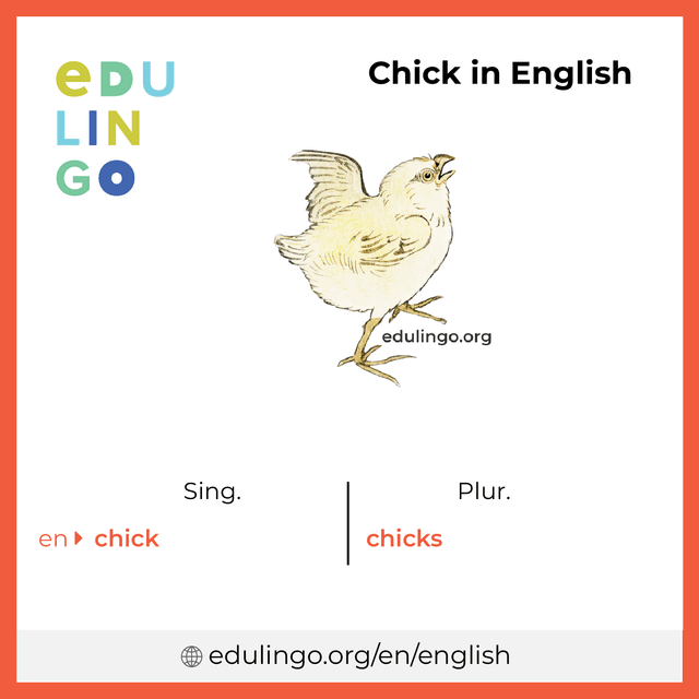 Chick in English vocabulary picture with singular and plural for download and printing