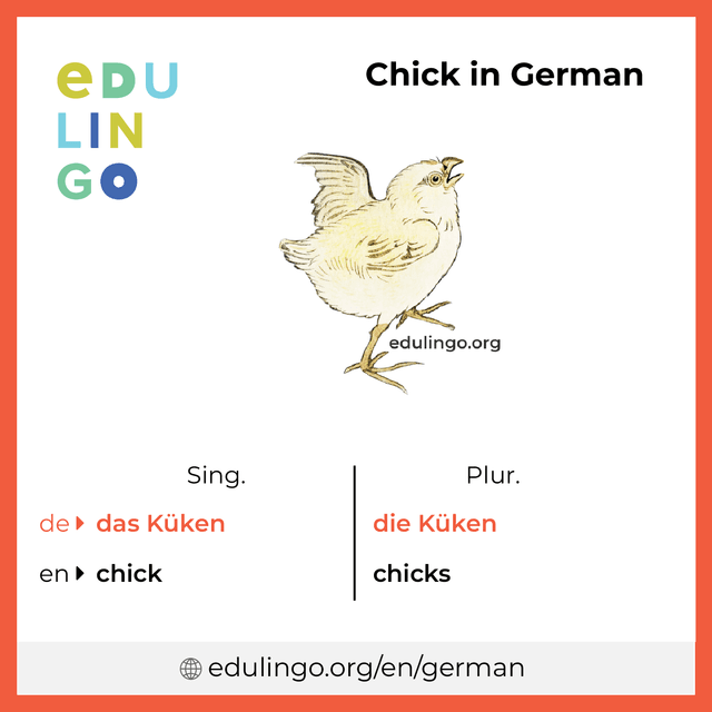Chick in German vocabulary picture with singular and plural for download and printing