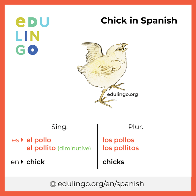 Chick in Spanish vocabulary picture with singular and plural for download and printing