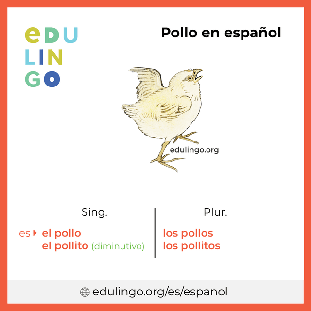 Imagen de vocabulario Pollo en español con singular y plural para descargar e imprimir
