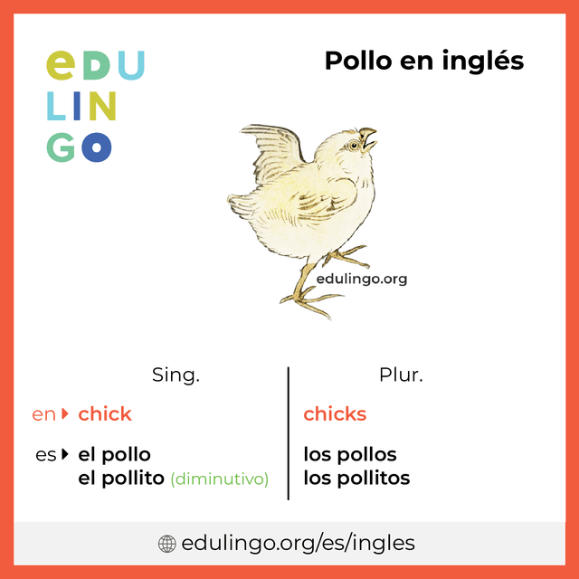 Imagen de vocabulario Pollo en inglés con singular y plural para descargar e imprimir