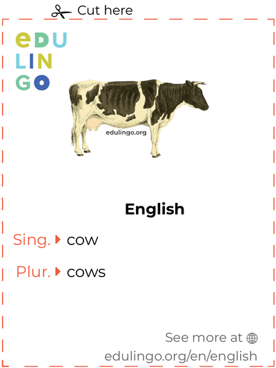 Cow in English vocabulary flashcard for printing, practicing and learning
