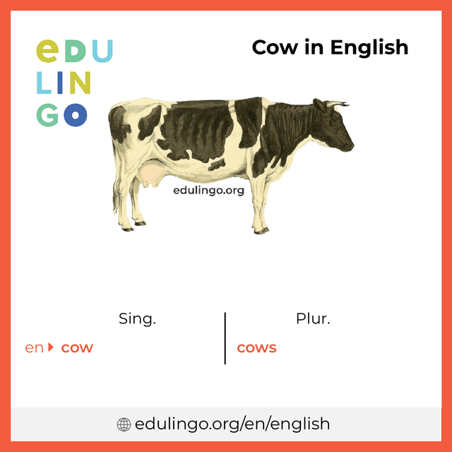 Cow in English vocabulary picture with singular and plural for download and printing