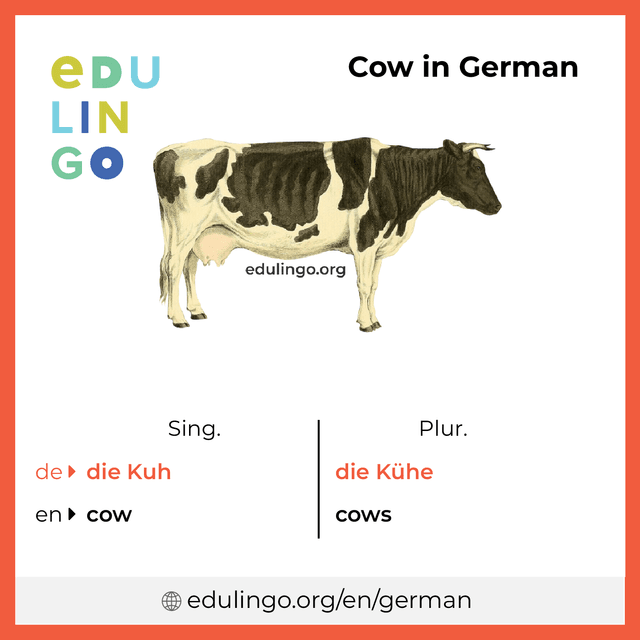 Cow in German vocabulary picture with singular and plural for download and printing