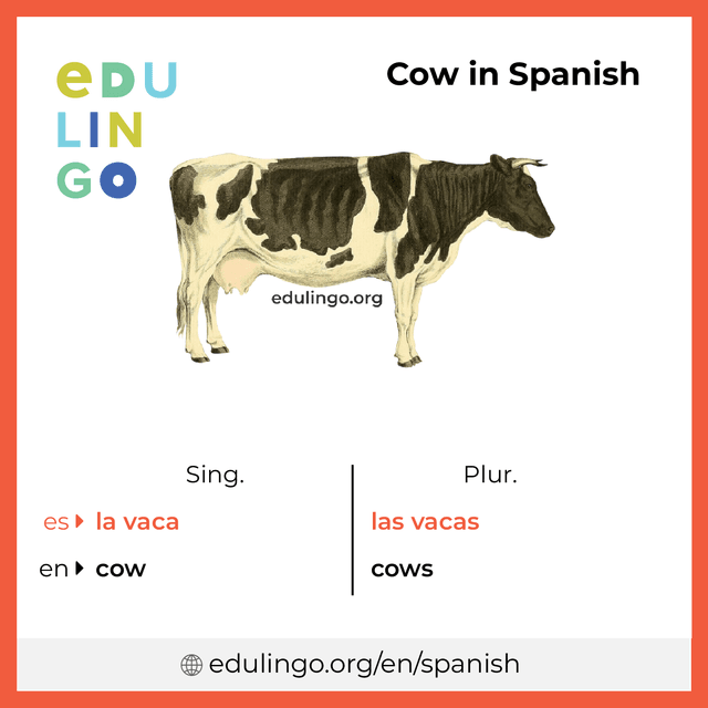 Cow in Spanish vocabulary picture with singular and plural for download and printing
