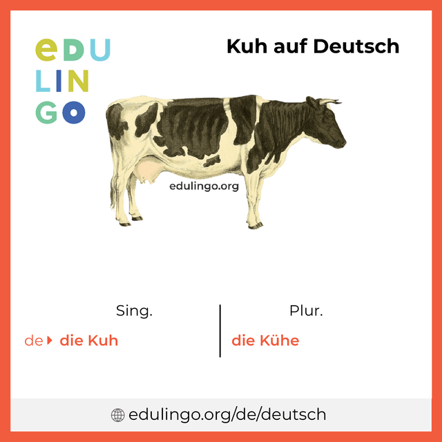 Kuh auf Deutsch Vokabelbild mit Singular und Plural zum Herunterladen und Ausdrucken