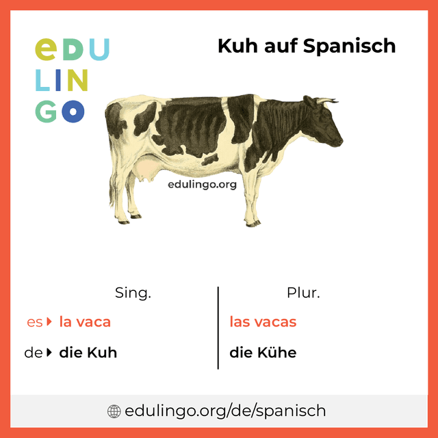 Kuh auf Spanisch Vokabelbild mit Singular und Plural zum Herunterladen und Ausdrucken
