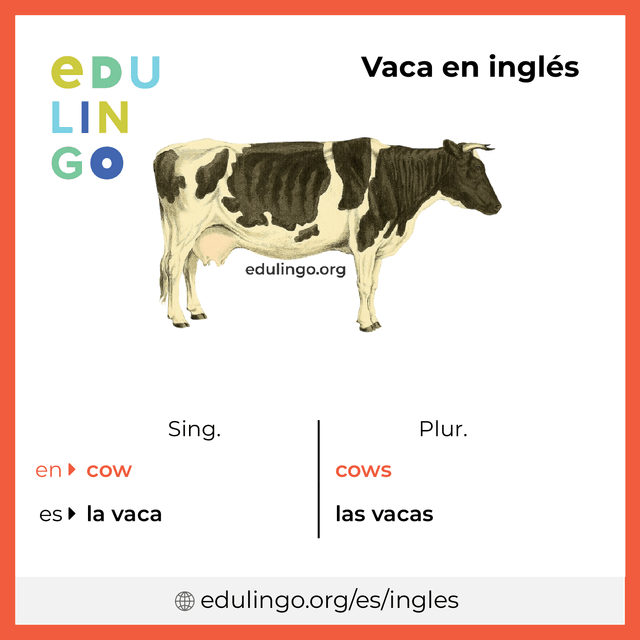 Imagen de vocabulario Vaca en inglés con singular y plural para descargar e imprimir