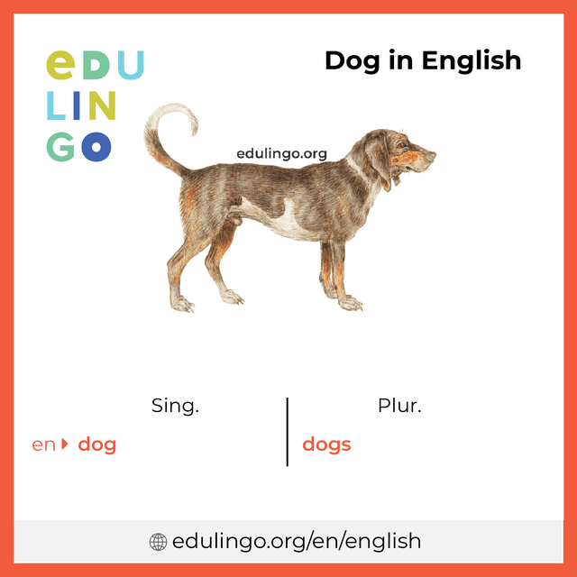 Dog in English vocabulary picture with singular and plural for download and printing