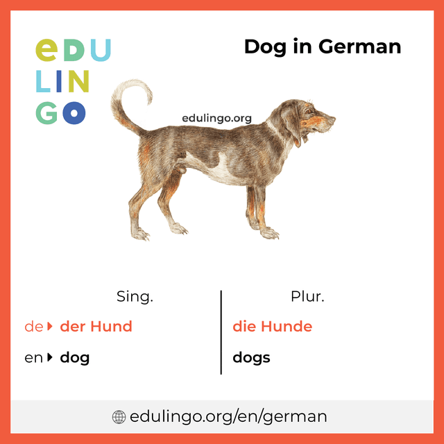 Dog in German vocabulary picture with singular and plural for download and printing