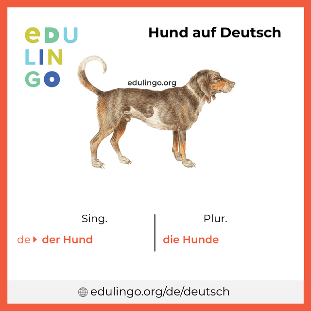 Hund auf Deutsch Vokabelbild mit Singular und Plural zum Herunterladen und Ausdrucken