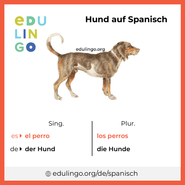 Hund auf Spanisch Vokabelbild mit Singular und Plural zum Herunterladen und Ausdrucken
