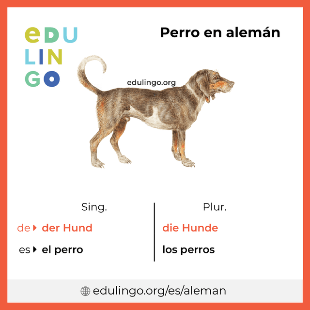 Imagen de vocabulario Perro en alemán con singular y plural para descargar e imprimir