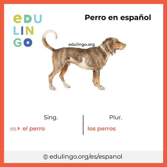 Imagen de vocabulario Perro en español con singular y plural para descargar e imprimir