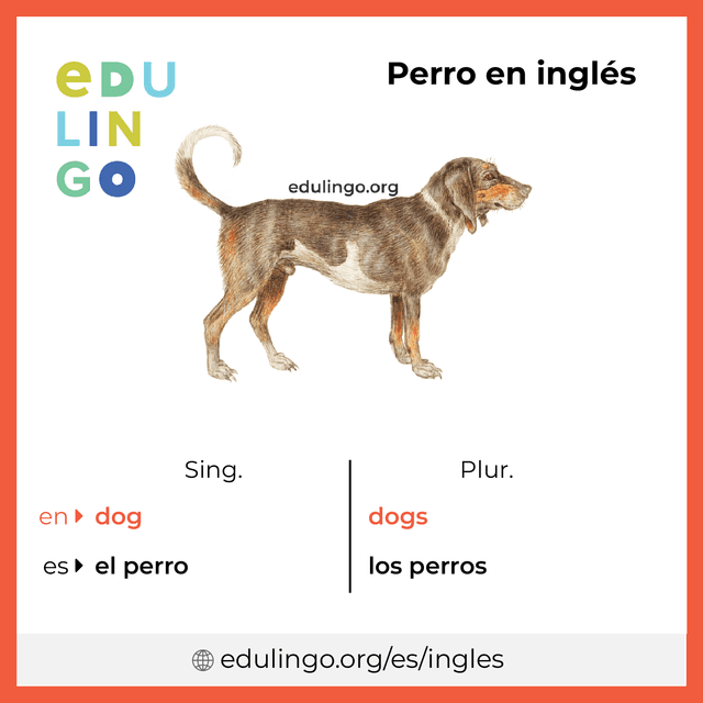 Imagen de vocabulario Perro en inglés con singular y plural para descargar e imprimir