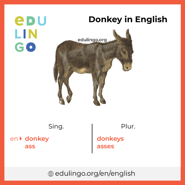 Donkey in English vocabulary picture with singular and plural for download and printing