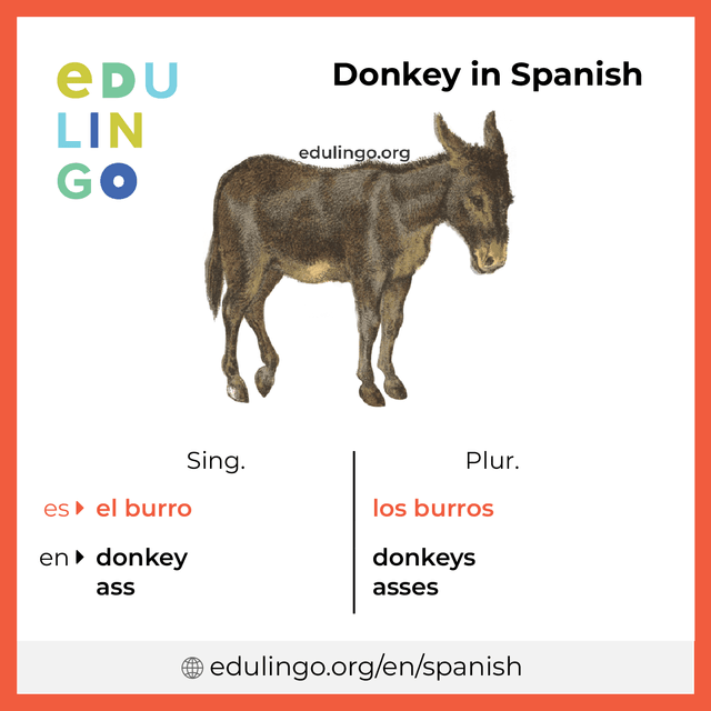 Donkey in Spanish vocabulary picture with singular and plural for download and printing