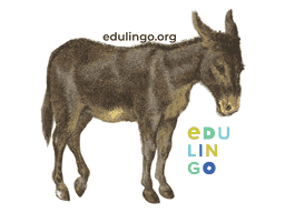 Thumbnail: Donkey in English