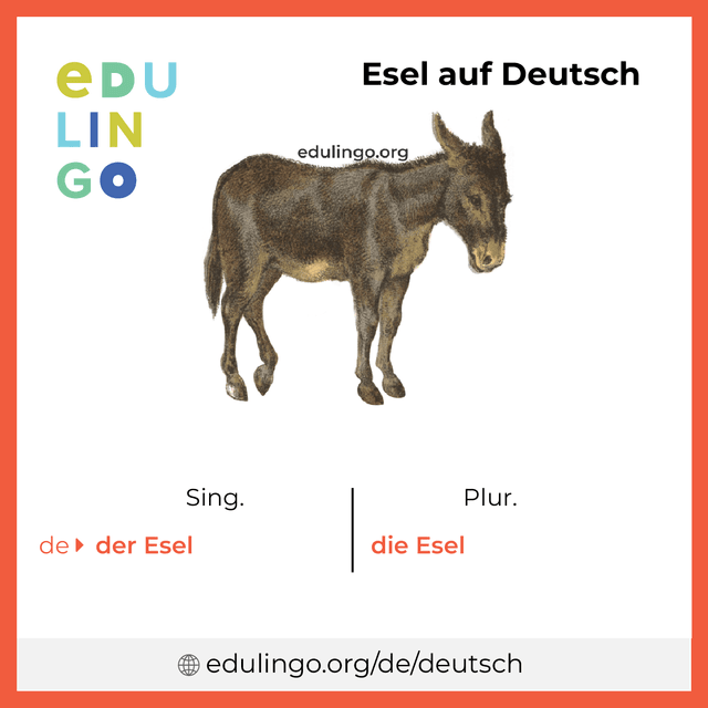 Esel auf Deutsch Vokabelbild mit Singular und Plural zum Herunterladen und Ausdrucken
