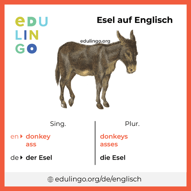Esel auf Englisch Vokabelbild mit Singular und Plural zum Herunterladen und Ausdrucken