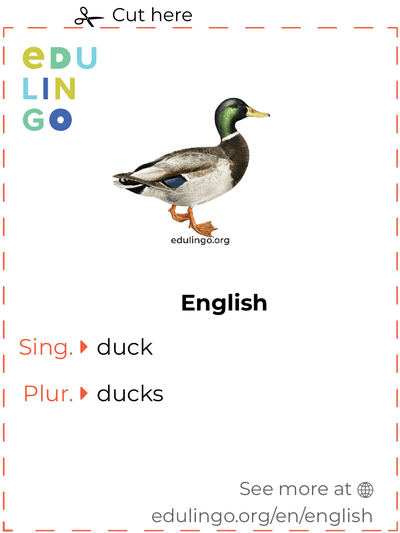 Duck in English vocabulary flashcard for printing, practicing and learning