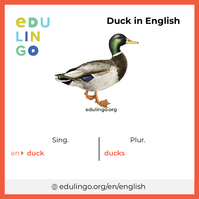 Duck in English vocabulary picture with singular and plural for download and printing