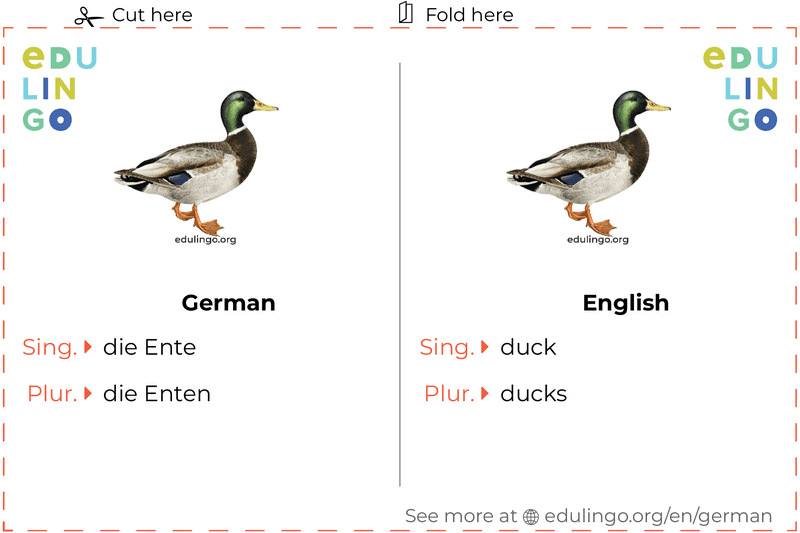 Duck in German vocabulary flashcard for printing, practicing and learning