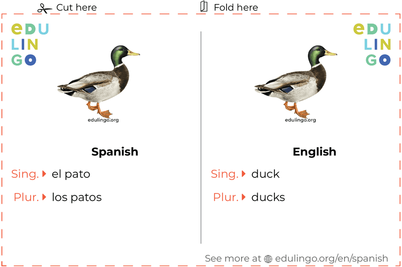 Duck in Spanish vocabulary flashcard for printing, practicing and learning
