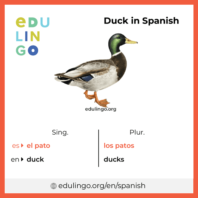 Duck in Spanish vocabulary picture with singular and plural for download and printing