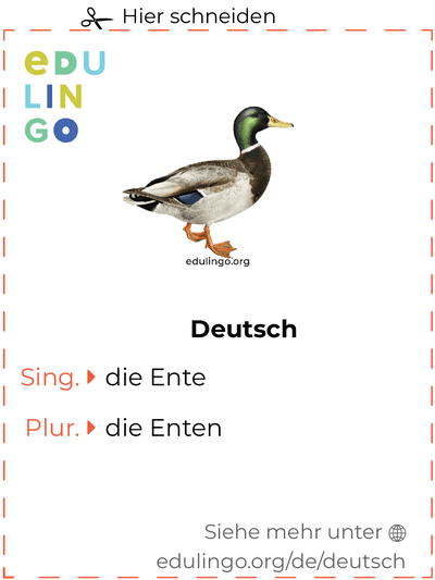 Ente auf Deutsch Vokabelkartei zum Ausdrucken, Üben und Lernen