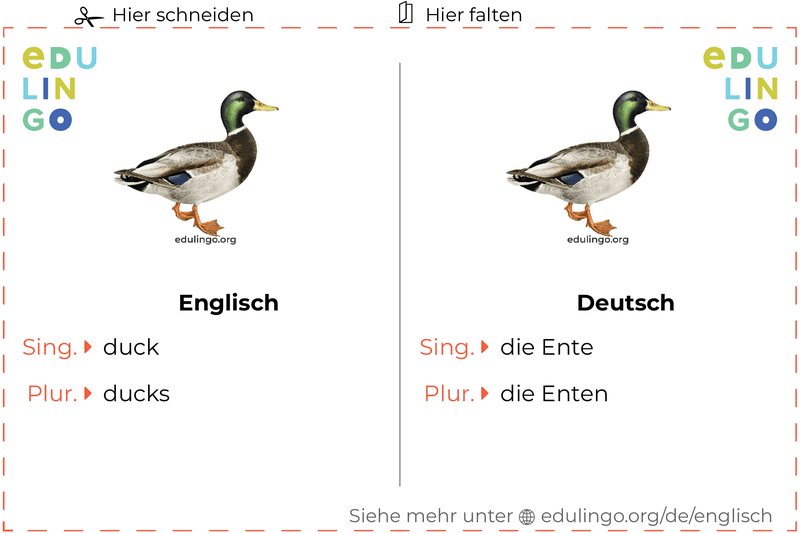 Ente auf Englisch Vokabelkartei zum Ausdrucken, Üben und Lernen